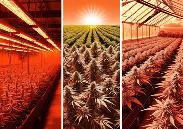 Les différences de culture entre Indoor, Outdoor et Greenhouse