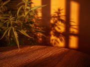 CBD français vs CBD importé : ce que personne ne vous explique vraiment