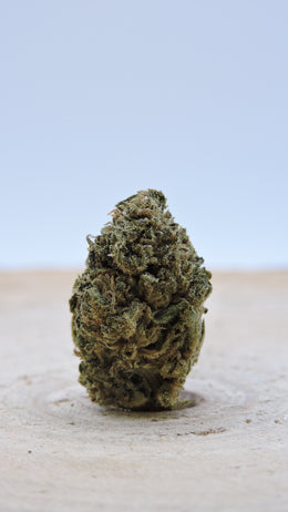 Blueberry Greenhouse ⚠️ SOLD OUT ⚠️