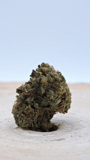 Jack Herer Greenhouse