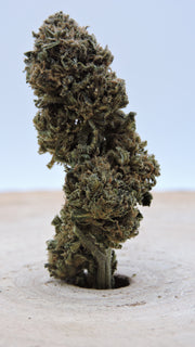 Limoncello Greenhouse