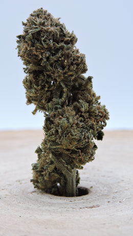 Limoncello Greenhouse