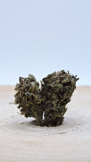 Pink Kush Greenhouse ⚠️ SOLD OUT ⚠️